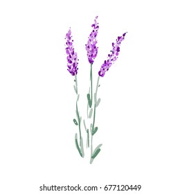 Vector illustration of lavender.