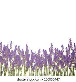 Vector Illustration of a Lavender Background