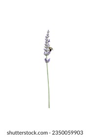 Vector illustration with the lavender and bee on isolated background.