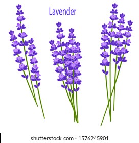 Vector illustration lavender bouquets flowering plant medicinal and aromatic