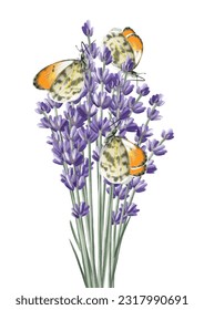 Vector illustration with lavender and butterflies on isolated background for cards design,  invitations, posters design, textile, t shirts, cup design, blogs design, social and more.