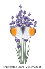 Ilustración vectorial con lavanda y mariposa colorida sobre fondo aislado para el diseño de tarjetas, invitaciones, diseño de afiches, textil, diseño de camisetas, diseño de vasos.