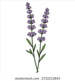 Ilustração vetorial de um desenho de flor de lavanda