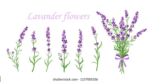 Vector illustration of lavender flower on different shape branches on white background. Vintage France provence concept in retro style. Pattern elements for romantic greeting cards and invintations in