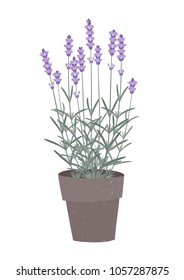 Vector illustration of a lavender in a flowerpot