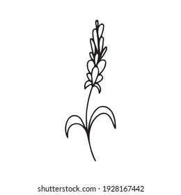 Vector illustration of lavender sketch. Beautiful botanical flower design. Doodle or one line.
