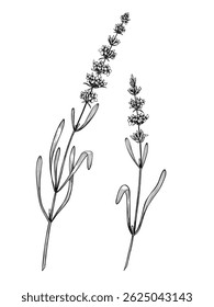 Vector illustration of Lavender sprigs. Drawing of flowers in outline style for culinary projects and aromatherapy. Floral linear etching painted by black inks for cooking book or recipes.