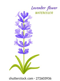 Vector illustration of Lavender. Watercolor floral illustration. Floral design elements. Global color used.