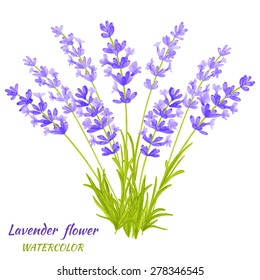 Vector illustration of Lavender. Watercolor floral illustration. Floral design elements. Global color used.