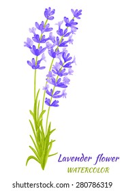 Vector illustration of Lavender. Watercolor floral illustration. Floral design elements. Global color used.