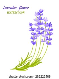 Vector illustration of Lavender. Watercolor floral illustration. Floral design elements. Global color used.