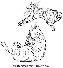Vector illustration of lazy cats on a white background isolated. cats for coloring, blank for designers, elements, logo, icon, pet stores, food for pets