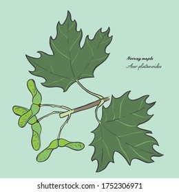 Vector illustration of the leaf of a Acer platanoides, commonly known as a Norway maple