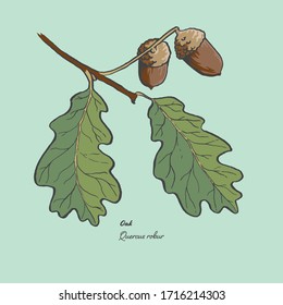 Vector illustration of the leaf and acorns of a Quercus Robur, commonly known as an Oak