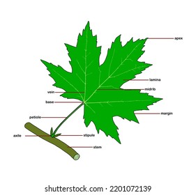 Ilustración vectorial de componentes de hoja, estructura de hoja sobre fondo blanco.