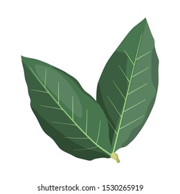 Vector illustration of leaf and green symbol. Web element of leaf and tea Stock vector illustration.