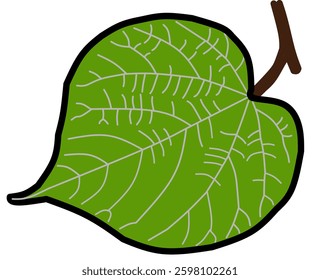 Vector illustration of leaf isolated on white background