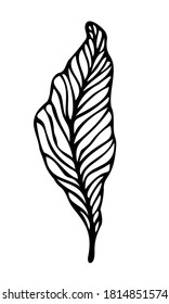 Ilustración vectorial de la hoja, contorno. Elemento botánico dibujado a mano aislado sobre fondo blanco