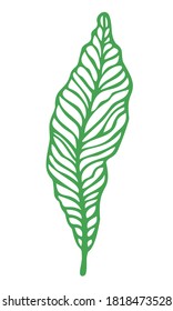 Vector illustration of leaf, outline. Hand drawn botanical element isolated on white background