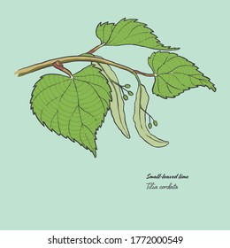 Vector illustration of the leaf of a Tilia cordata, commonly known as a small-leaved lime