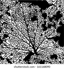 Vector illustration of leaf veins, leaf skeleton. Abstract black & white background. Autumn.