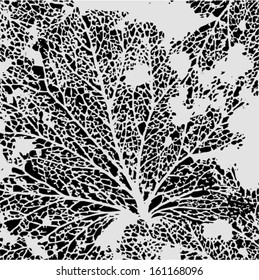 Vector Illustration Of Leaf Veins, Leaf Skeleton. Abstract Black & White Background. Autumn.