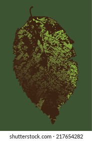 Vector illustration of leaf veins, leaf skeleton isolated. Autumn. 