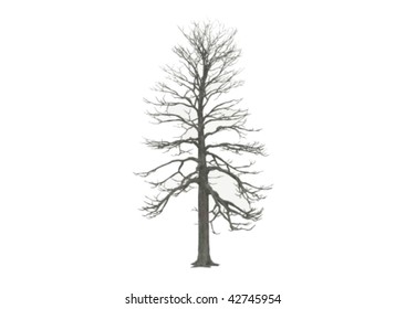 vector illustration of a leafless winter tree