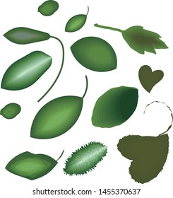 It is a vector illustration of leaves
