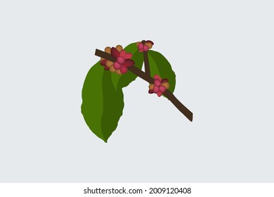 Vector illustration of leaves and coffee beans still on the tree
