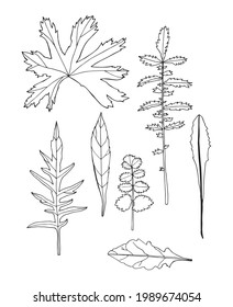 Vector illustration with leaves. Doodle sketch. 