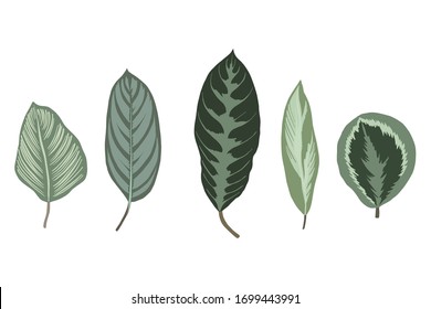 
Vector illustration leaves from flowers.