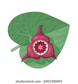 Vector illustration, leaves and flowers of Asarum canadense or wild ginger, isolated on white background.