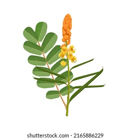 Vector illustration, leaves and flowers of candle bush or senna alata isolated on white background, herbal medicinal plant.