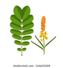 Vector illustration, leaves and flowers of candle bush or senna alata isolated on white background, herbal medicinal plant.