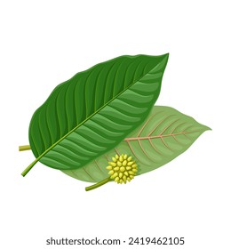 Vector illustration, leaves and flowers of Kratom, also known as Biek or Ketum, scientific name Mitragyna speciosa, isolated on white background.