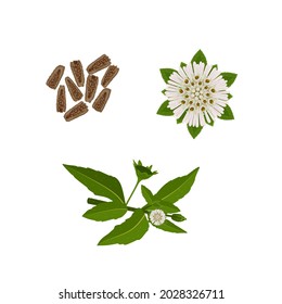 Vector illustration, Leaves, flowers and seeds of Eclipta Alba, Eclipta Prostrata or Bhringraj, also known as False Daisy, herbal medicinal plant effective in Ayurvedic medicine.