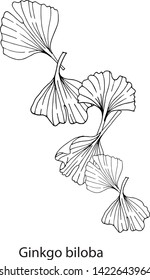 Vector illustration of with leaves Ginkgo biloba.