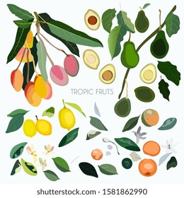 Vector illustration with leaves, inflorescences, branches and fruits exotic trees on a white background.  Orange, mango, lemon, avocado plants. EPS 10