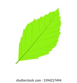 Vector illustration, Leaves isolated on a white.