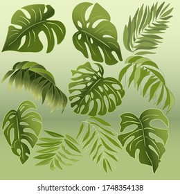 Vector illustration with leaves monstera and palm.