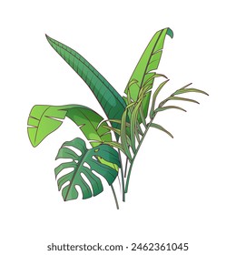 Vector illustration of leaves of monstera, strelitzia, areca palm, banana palm. Tropical foliage composition. 