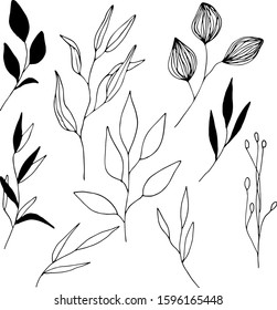 Vector illustration of leaves and plants on white background. Hand-drawn Botanical composition. Hand sketch. Perfect for creating postcards, invitations with botanical print.
