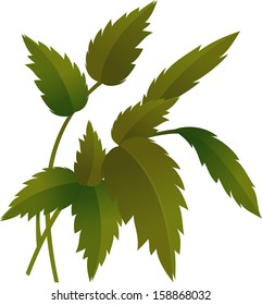 Vector illustration of leaves and stem