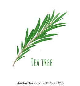 Vector Illustration, Leaves Of Tea Tree Or Melaleuca Alternifolia, Isolated On White Background.