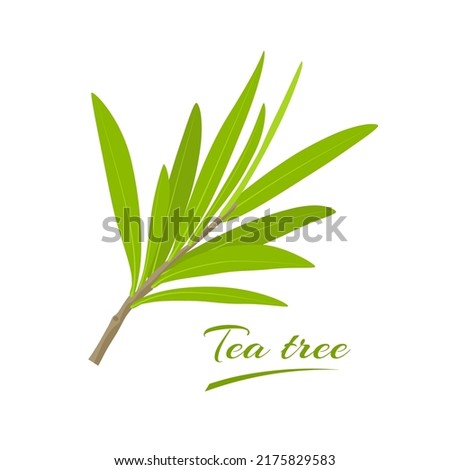 Vector illustration, leaves of tea tree or Melaleuca alternifolia, isolated on white background