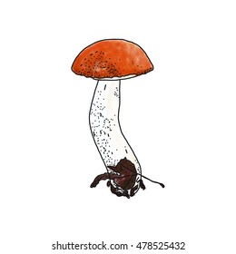 Vector illustration of Leccinum aurantiacum red cup boletus mushroom