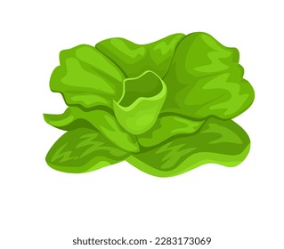 Vector illustration, Lemna minor, common duckweed or lesser duckweed, isolated on white background.