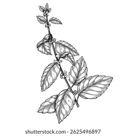Vector illustration of a Lemon Balm branch in linear style. Drawing of Mint for culinary designs and organic herb gardens. Sketch of Melissa for aromatherapy or cooking book menu. Black engraving.