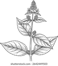 Vector illustration of a Lemon Balm branch in linear style. Drawing of Mint for culinary designs and organic herb gardens. Sketch of Melissa for aromatherapy or cooking book menu. Black engraving. 